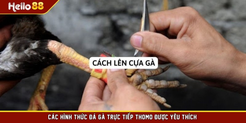 Các hình thức đá gà trực tiếp thomo được yêu thích