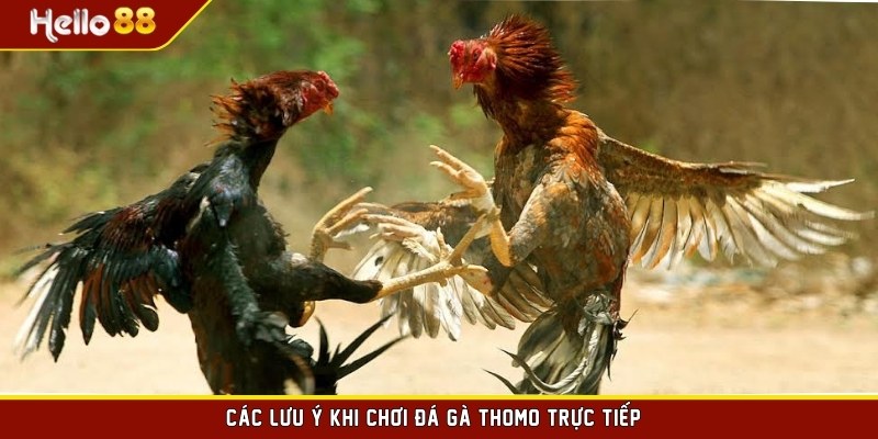 Các lưu ý khi chơi đá gà Thomo trực tiếp 