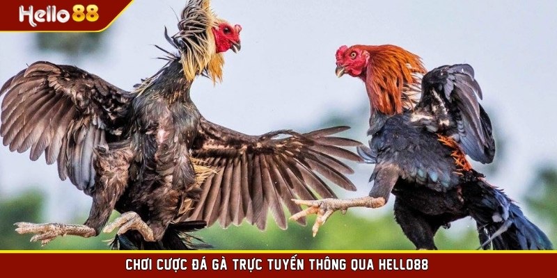 Chơi cược đá gà trực tuyến thông qua HELLO88