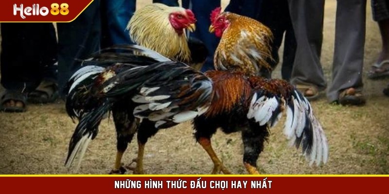 Những hình thức đấu chọi hay nhất