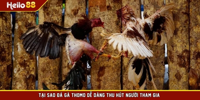 Tại sao đá gà Thomo dễ dàng thu hút người tham gia?