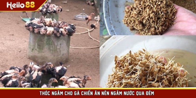 Thóc ngâm cho gà chiến ăn nên ngâm nước qua đêm 