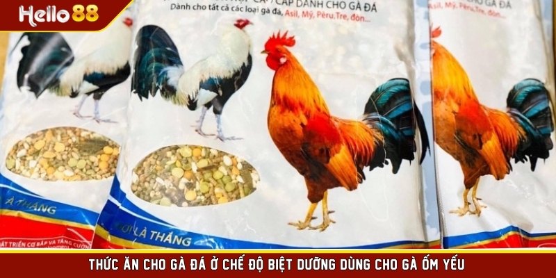 Thức ăn cho gà đá ở chế độ biệt dưỡng dùng cho gà ốm yếu