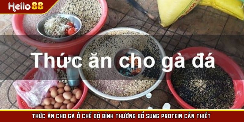 Thức ăn cho gà ở chế độ bình thường bổ sung protein cần thiết