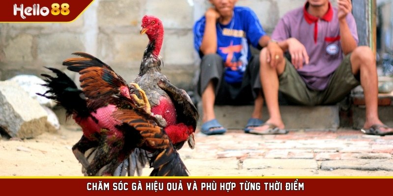 Chăm sóc gà hiệu quả và phù hợp từng thời điểm