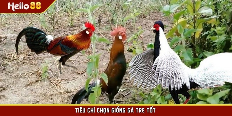 Tiêu chí chọn giống gà tre tốt