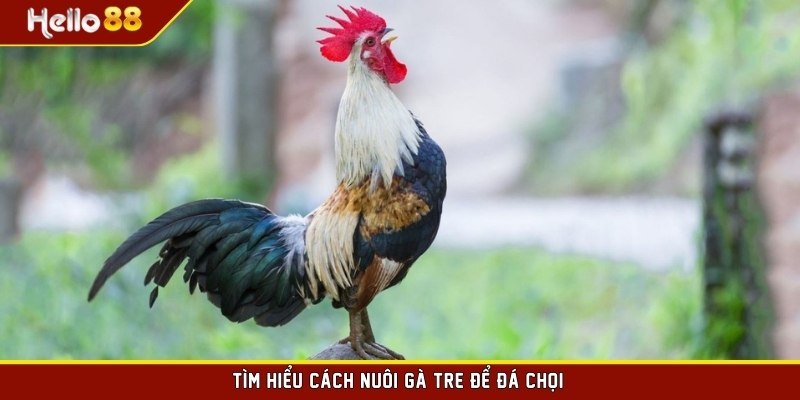 Tìm hiểu cách nuôi gà tre để đá chọi