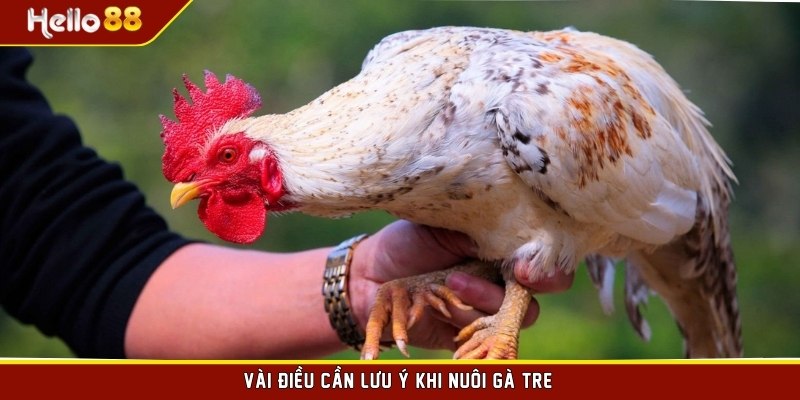 Vài điều cần lưu ý khi nuôi gà tre