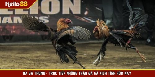 Đá Gà Thomo - Trực Tiếp Những Trận Đá Gà Kịch Tính Hôm Nay