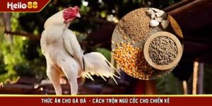 Thức Ăn Cho Gà Đá - Cách Trộn Ngũ Cốc Cho Chiến Kê